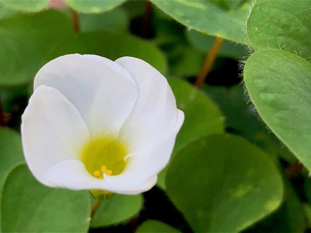 カタバミ　オキザリス　夏植え球根