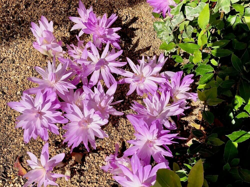 夏植え球根　コルチカム