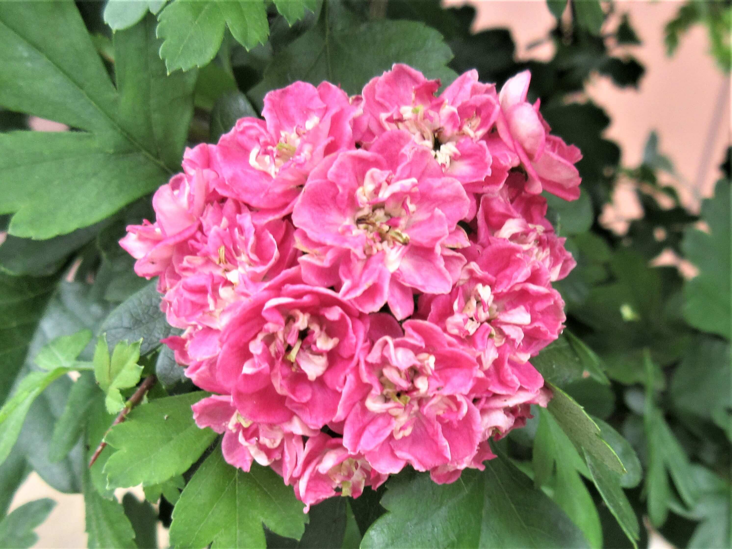 サンザシ 山査子 の花言葉 由来や花の特徴 実の効能は Greensnap グリーンスナップ