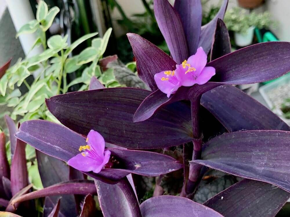 トラディスカンチア　カラーリーフ　ムラサキゴテン