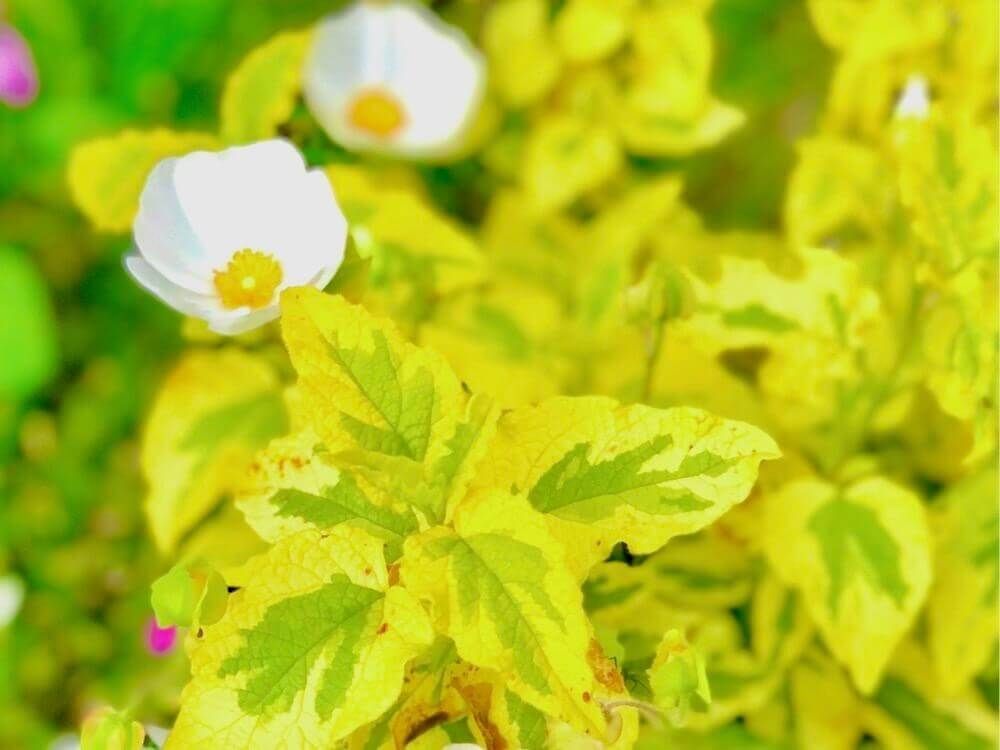 シスタス　カラーリーフ　ミッキー