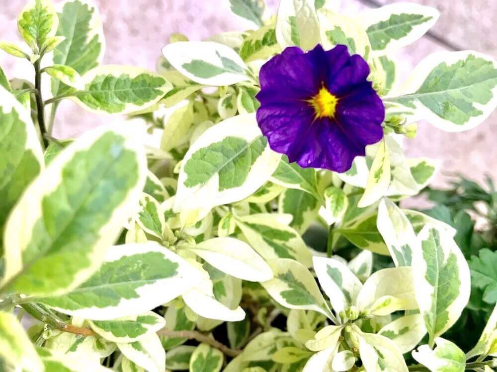 ソラナム　カラーリーフ