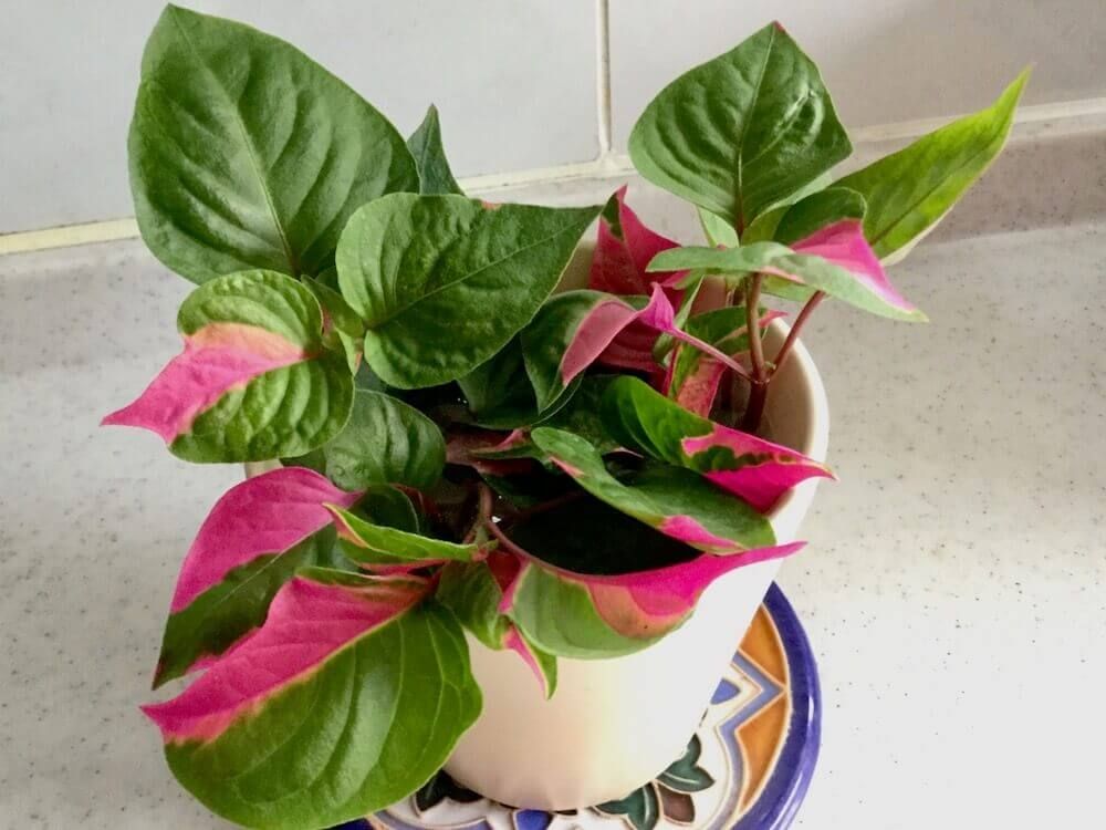 イレシネ・リンデニー　ピンク・ファイアー　カラーリーフ