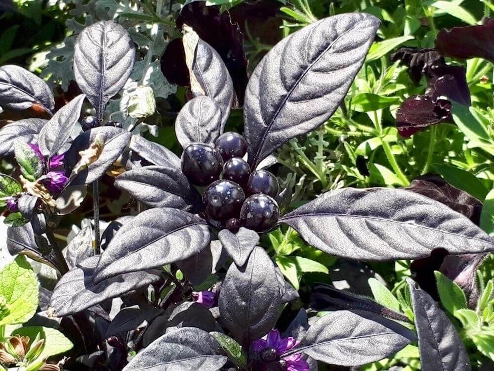 トウガラシ　ブラックパール　カラーリーフ