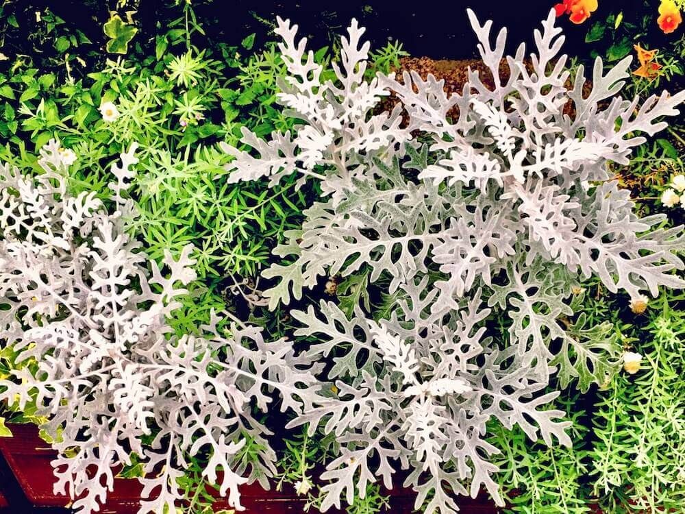 シロタエギク　ダスティーミラー　カラーリーフ