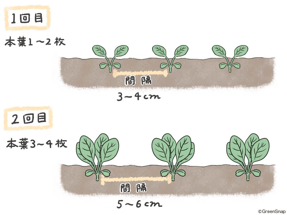 小松菜 間引き イラスト