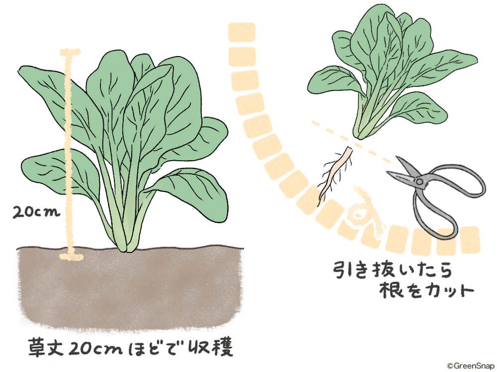 小松菜 収穫 イラスト