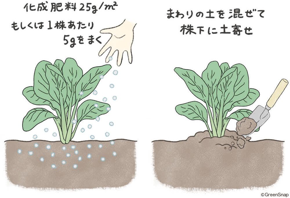 小松菜 追肥 土寄せ イラスト