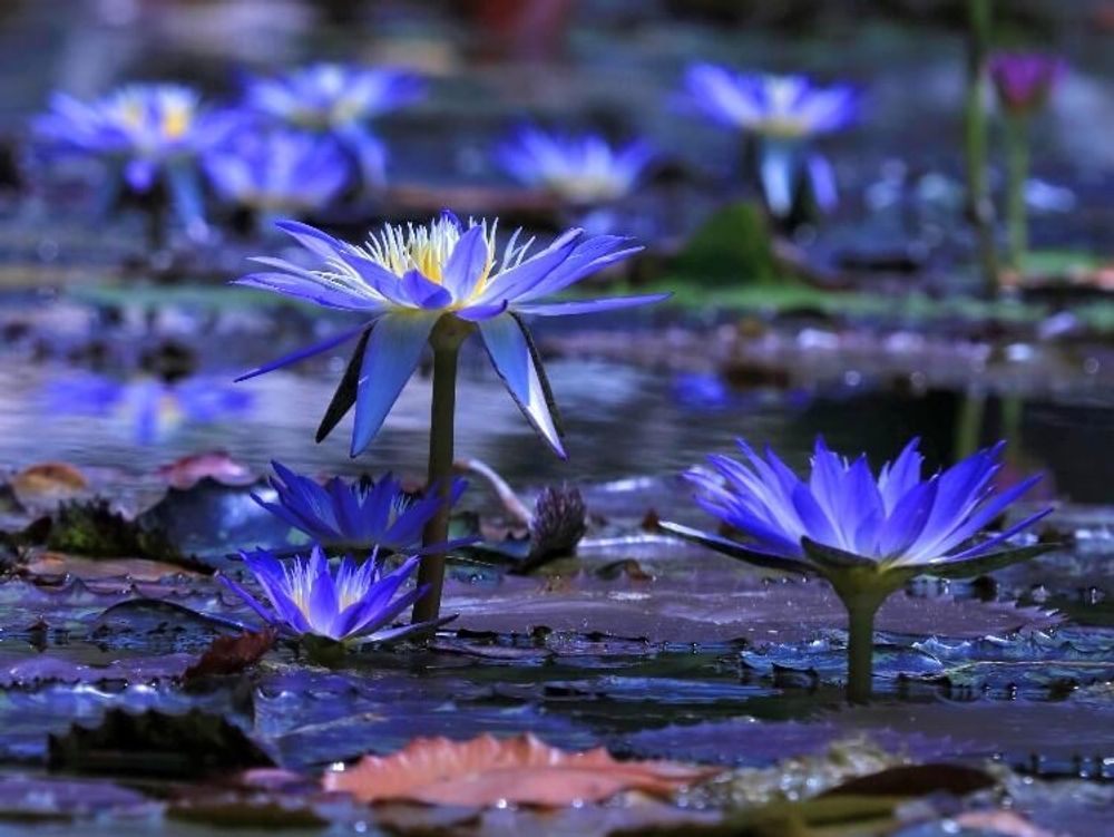 温帯スイレン　温帯睡蓮　紫色の花　水面