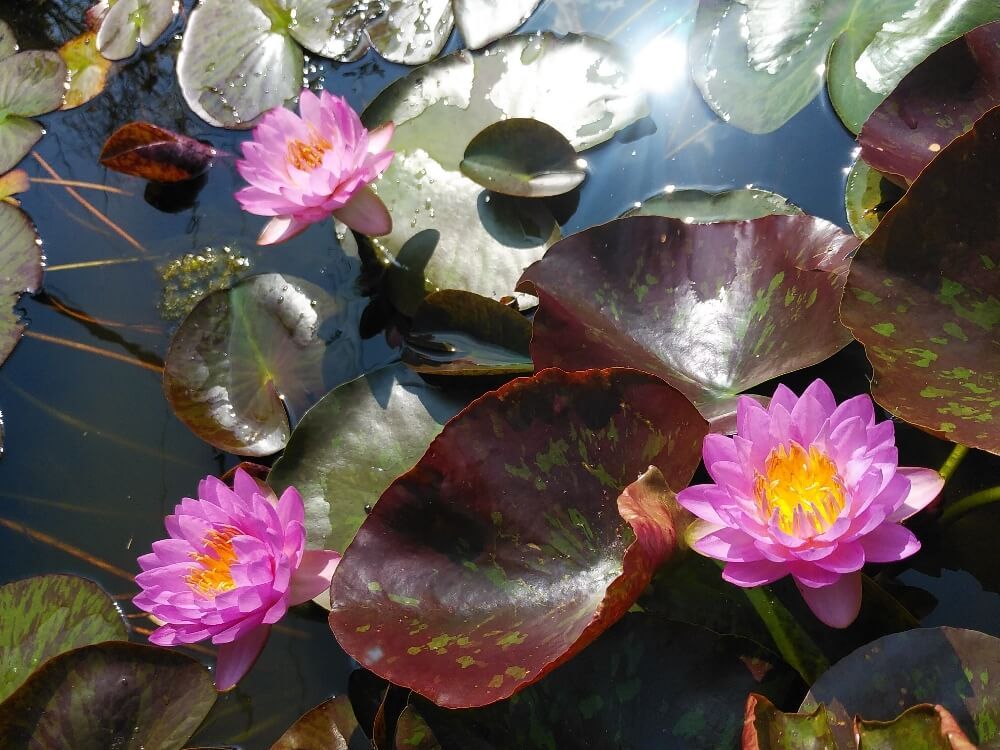 交配種スイレン　睡蓮　ピンク色の花　水面