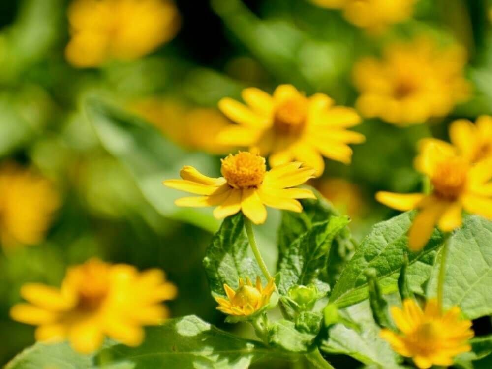 メランポジウム　黄色い花