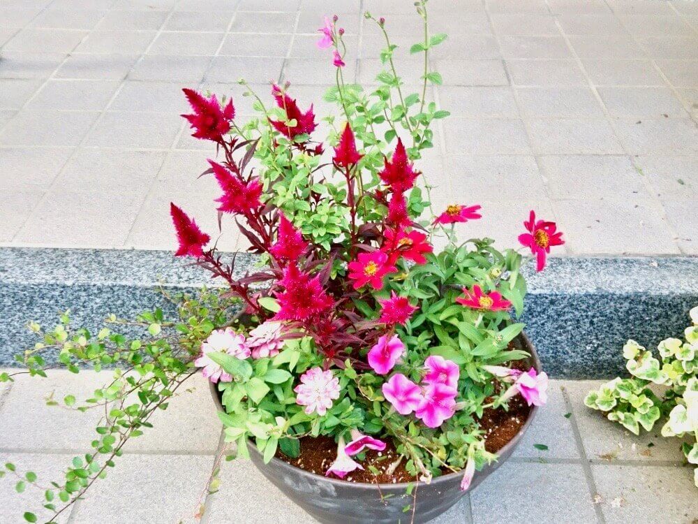 夏の寄せ植え 花の組み合わせのコツとおすすめの植物14選 Greensnap グリーンスナップ