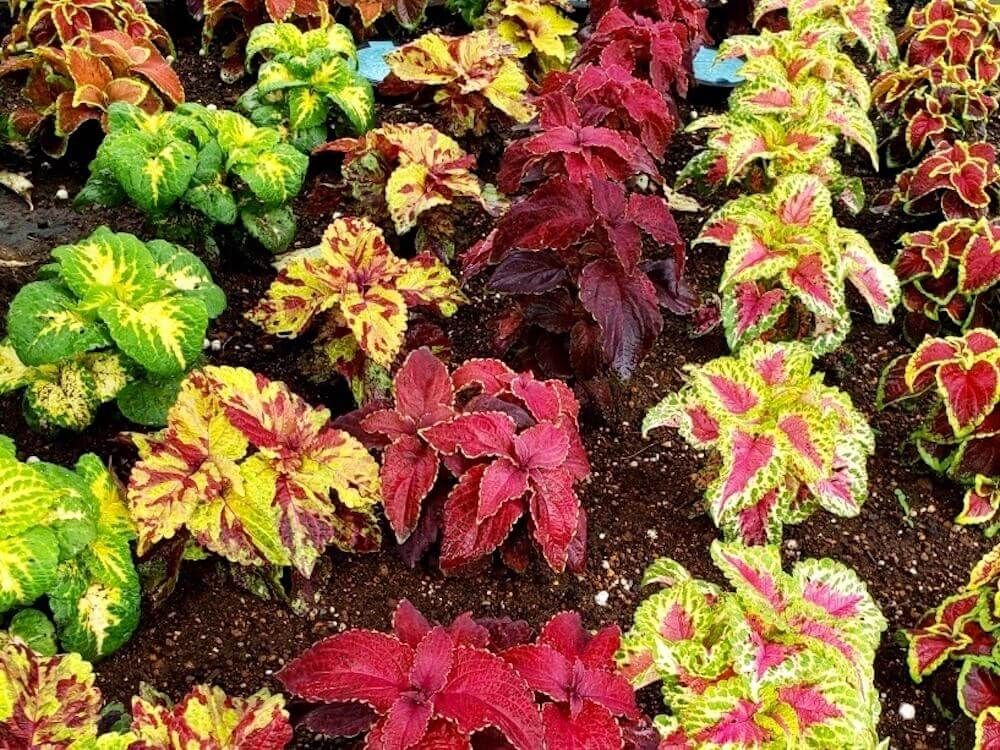 コリウス　カラーリーフ