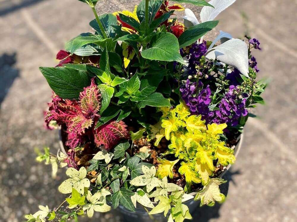 寄せ植え　鉢植え