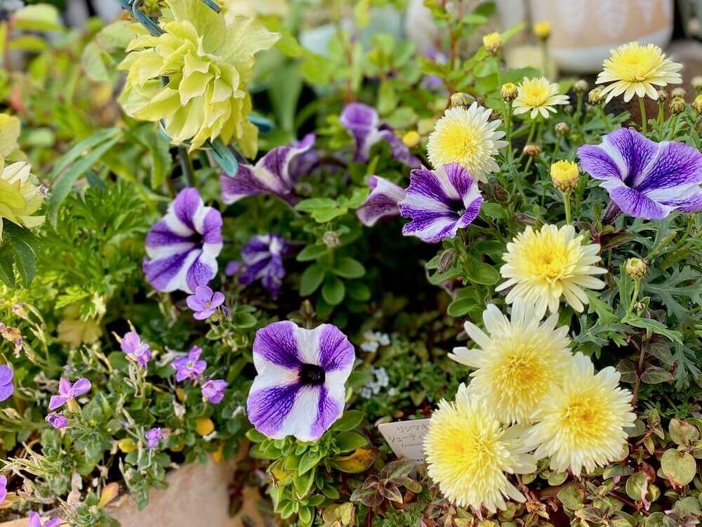 寄せ植え　紫色の花　黄色い花
