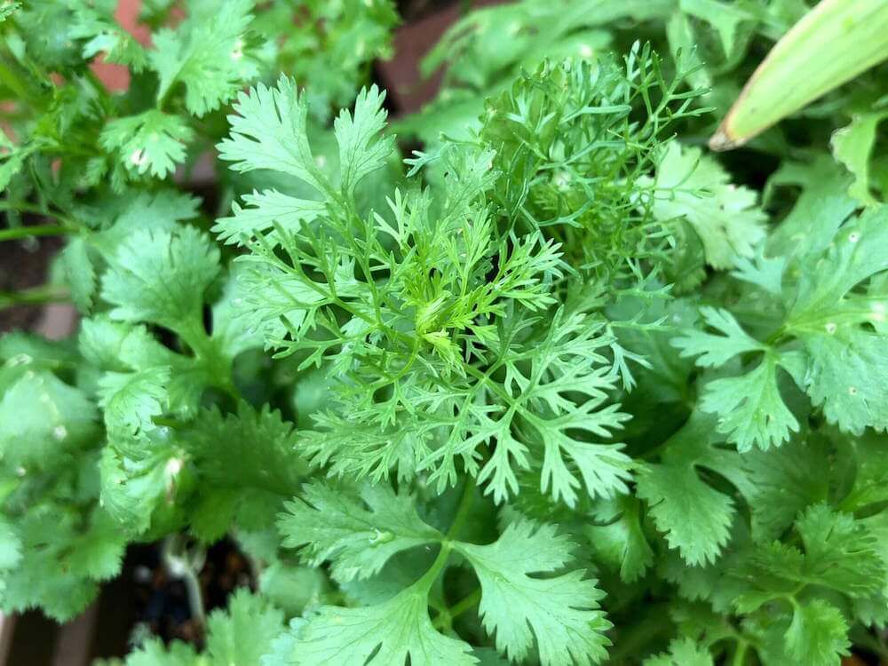 パクチー　コリアンダー　カメムシソウ　ハーブ