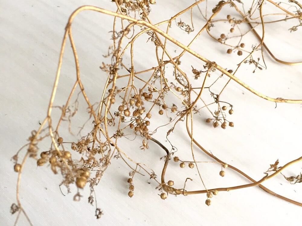 パクチー　コリアンダー　シード　　カメムシソウ　ハーブ