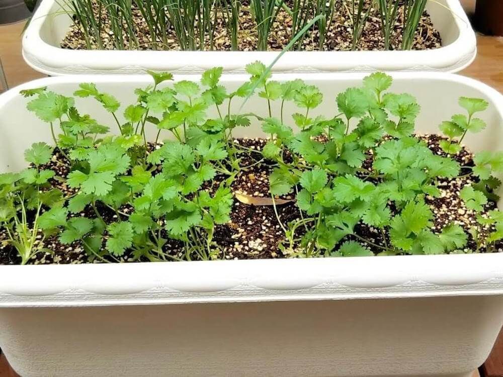 パクチー　コリアンダー　カメムシソウ　ハーブ