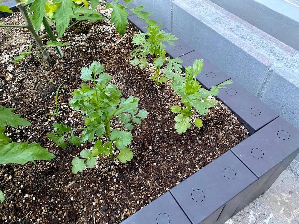 パクチー　コリアンダー　カメムシソウ　ハーブ