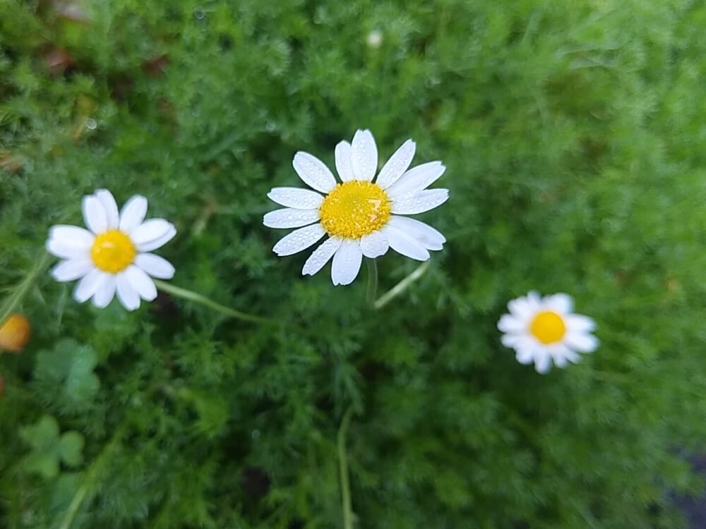 ローマンカモミール　白い花