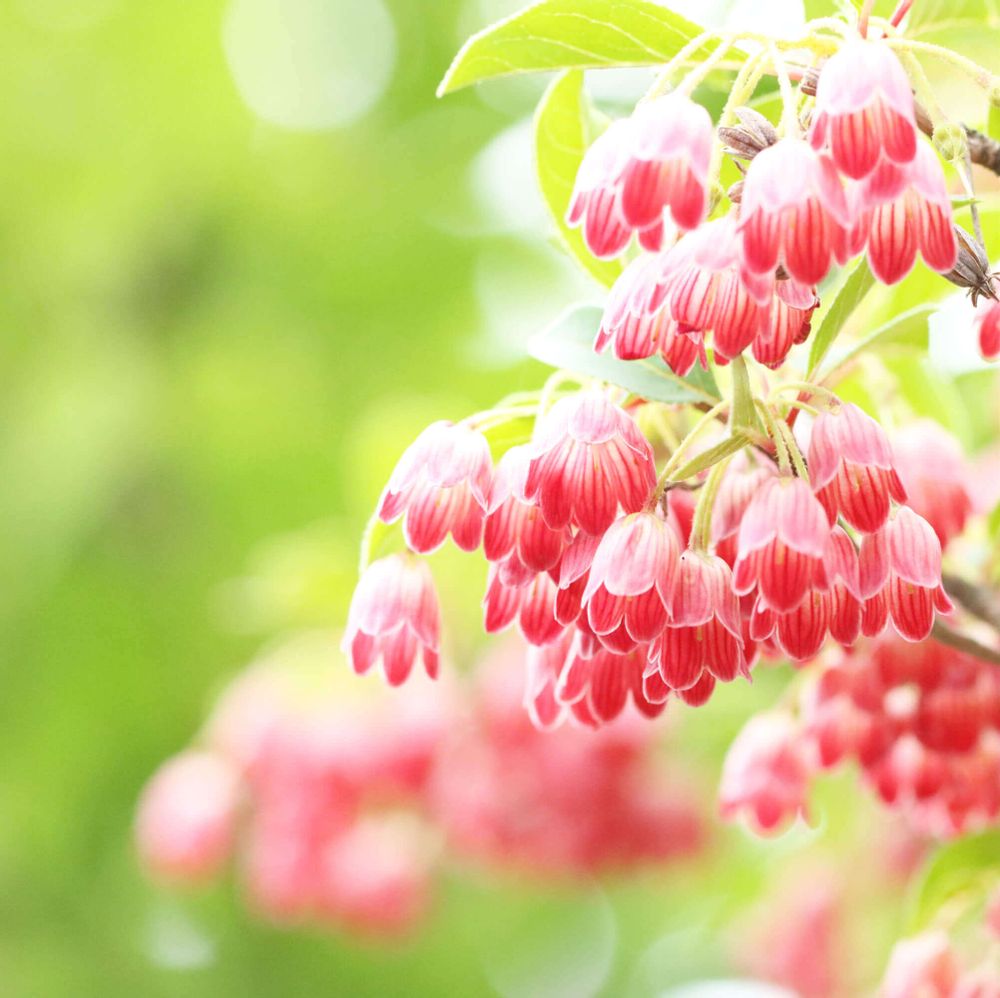 ドウダンツツジ