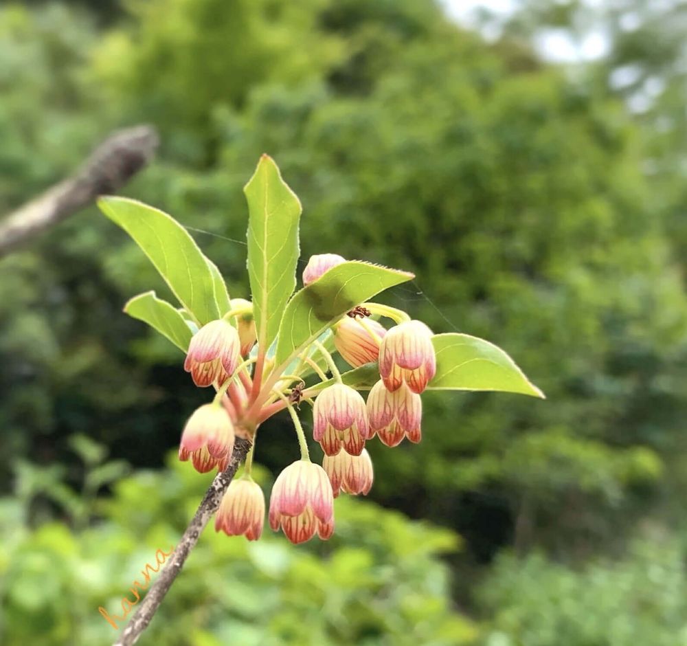 ドウダンツツジ