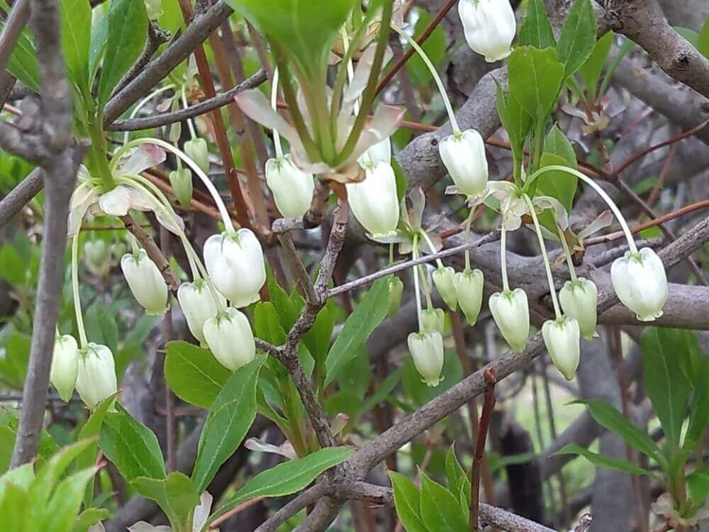 ドウダンツツジの花言葉 花の特徴や種類 剪定でのおすすめの楽しみ方 Greensnap グリーンスナップ