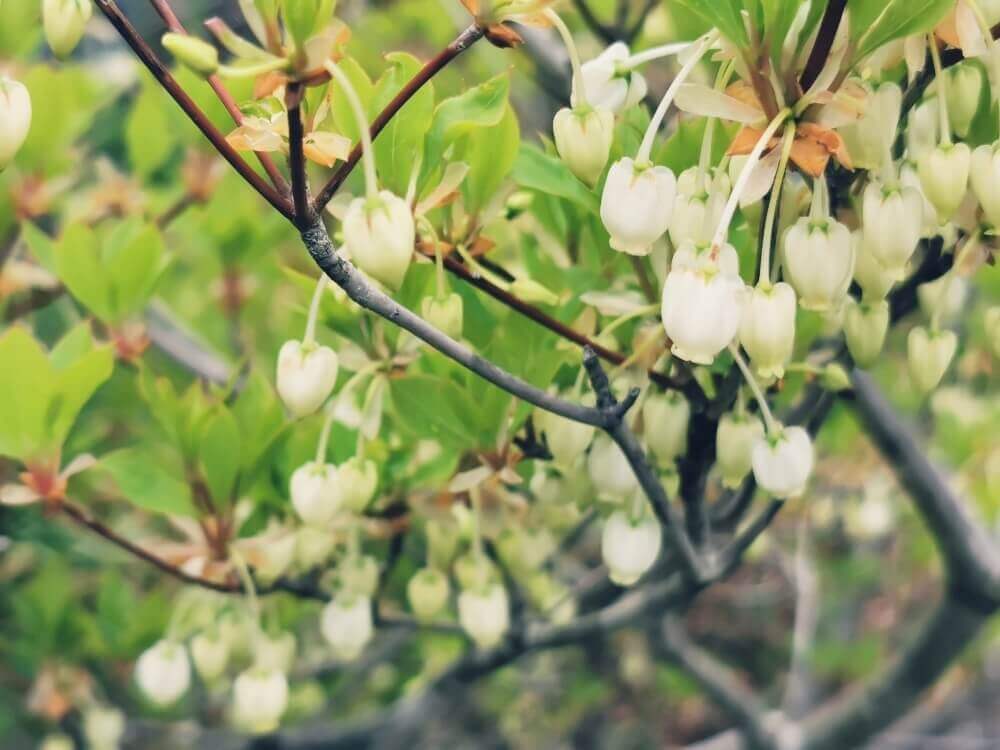 ドウダンツツジの花言葉 花の特徴や種類 剪定でのおすすめの楽しみ方 Greensnap グリーンスナップ