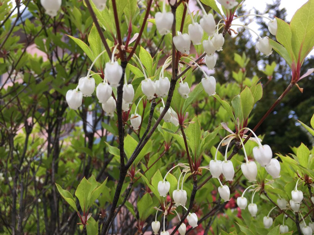 ドウダンツツジ