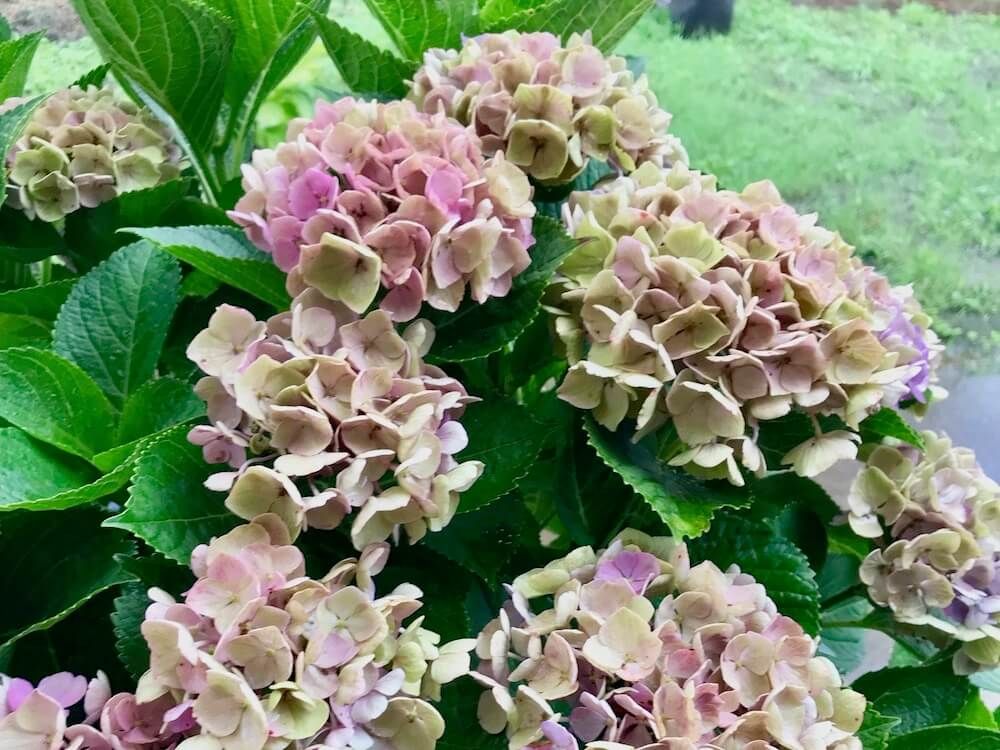 秋色アジサイ　西安　シーアン