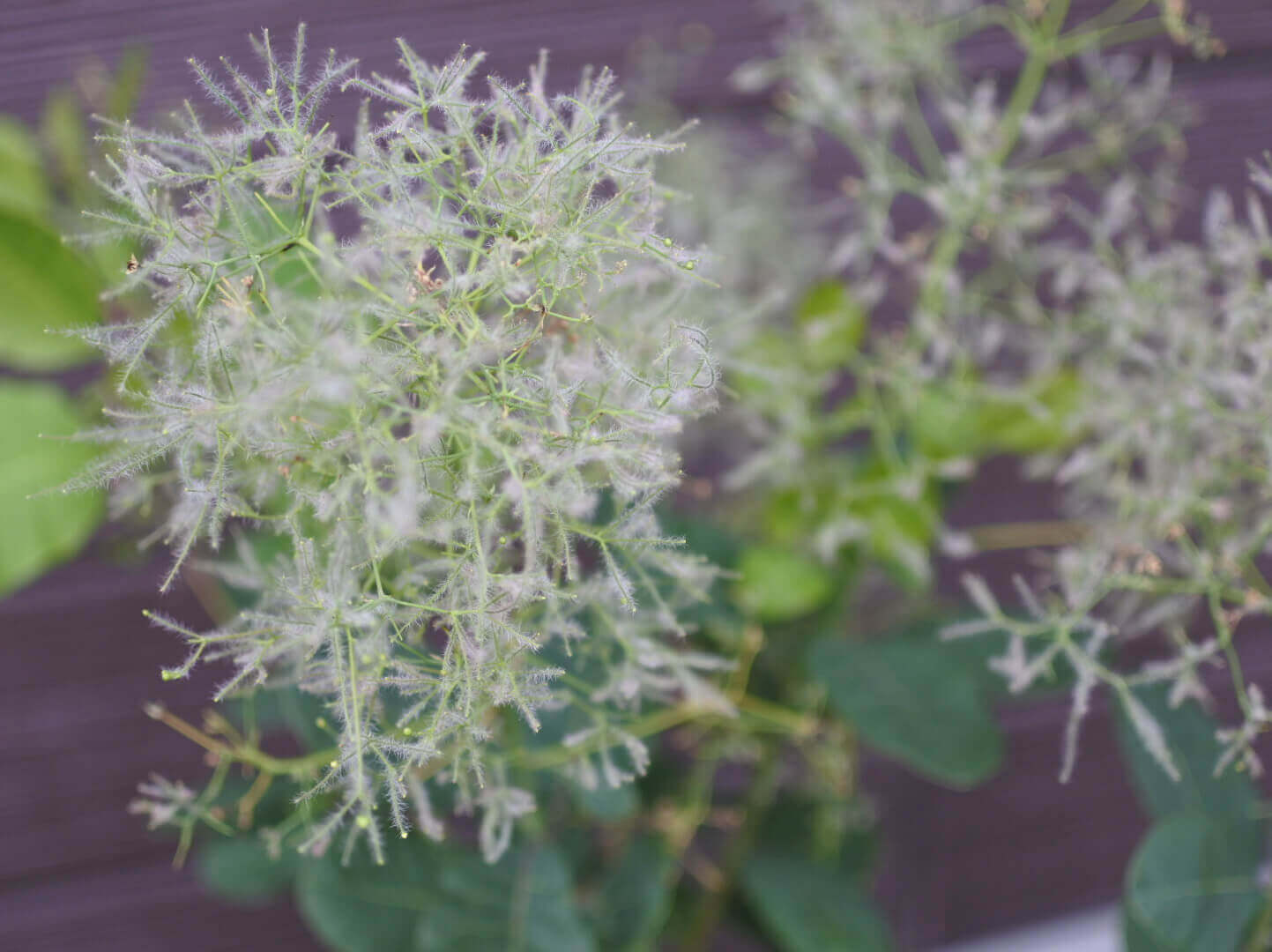 スモークツリー 煙の木 の花言葉 花の特徴は 触るとかぶれるの Greensnap グリーンスナップ