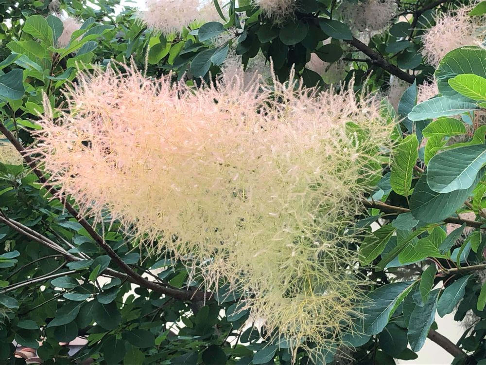 スモークツリー