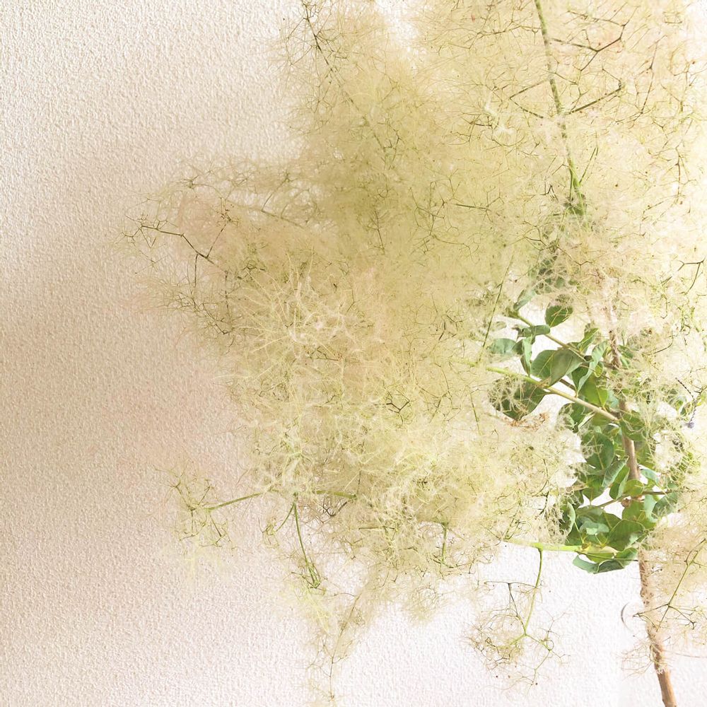 スモークツリー