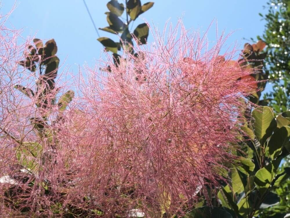 スモークツリー