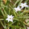 ハナニラの花言葉｜種類や花の特徴、花ニラとは違う？の画像