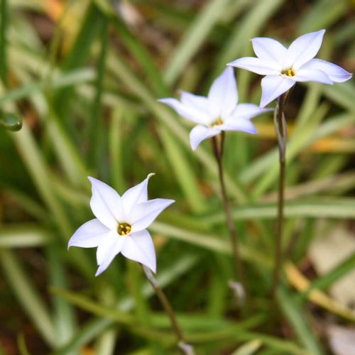 ハナニラの花言葉 種類や花の特徴 花ニラとは違う Greensnap グリーンスナップ