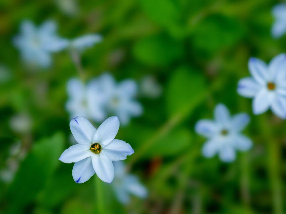 ハナニラ　白い花