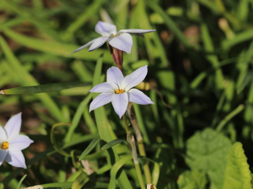 ハナニラ　薄紫色の花