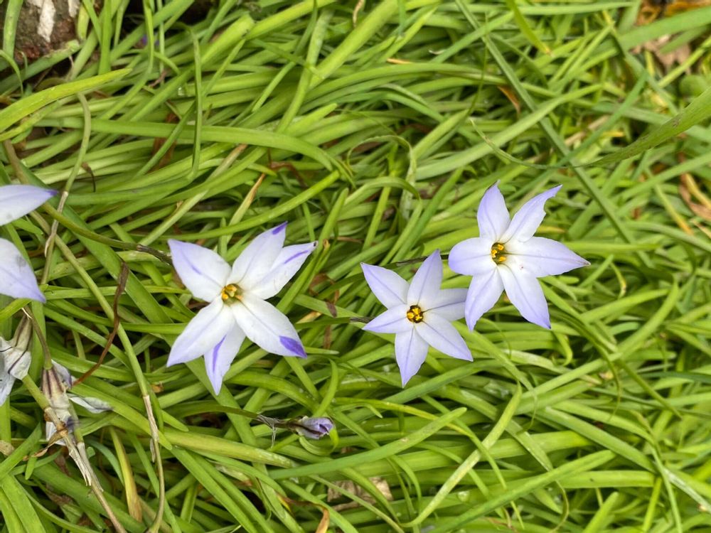 ハナニラ　薄紫色の花