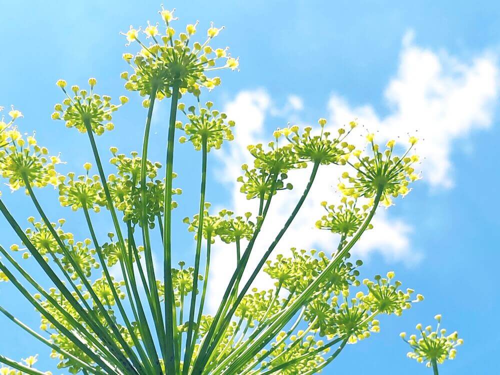 フェンネル ウイキョウ の花言葉 花の種類や効能 食べ方は Greensnap グリーンスナップ