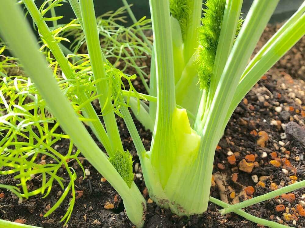 フェンネル　ういきょう　茴香 ハーブ