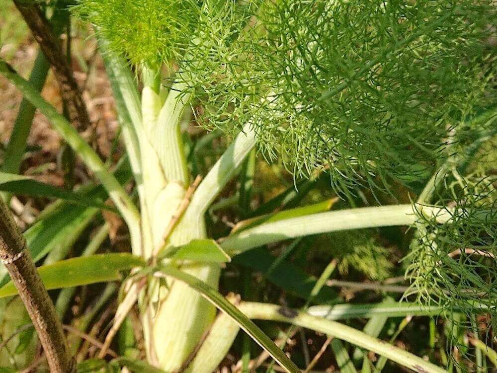 フェンネル　ういきょう　茴香 ハーブ