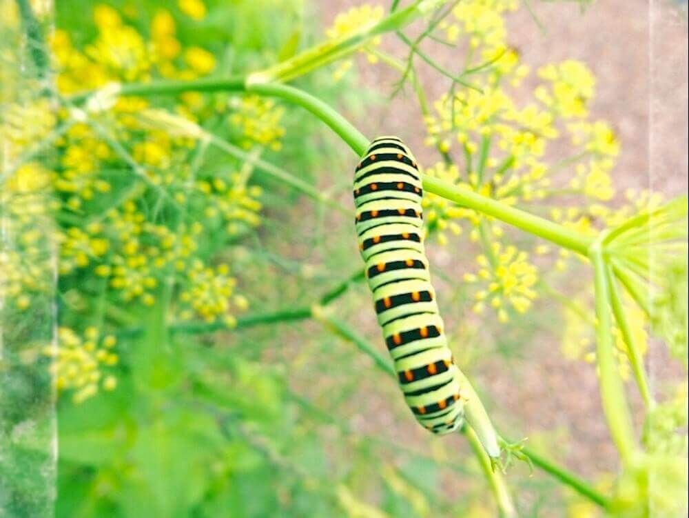 フェンネル　ういきょう　茴香 ハーブ