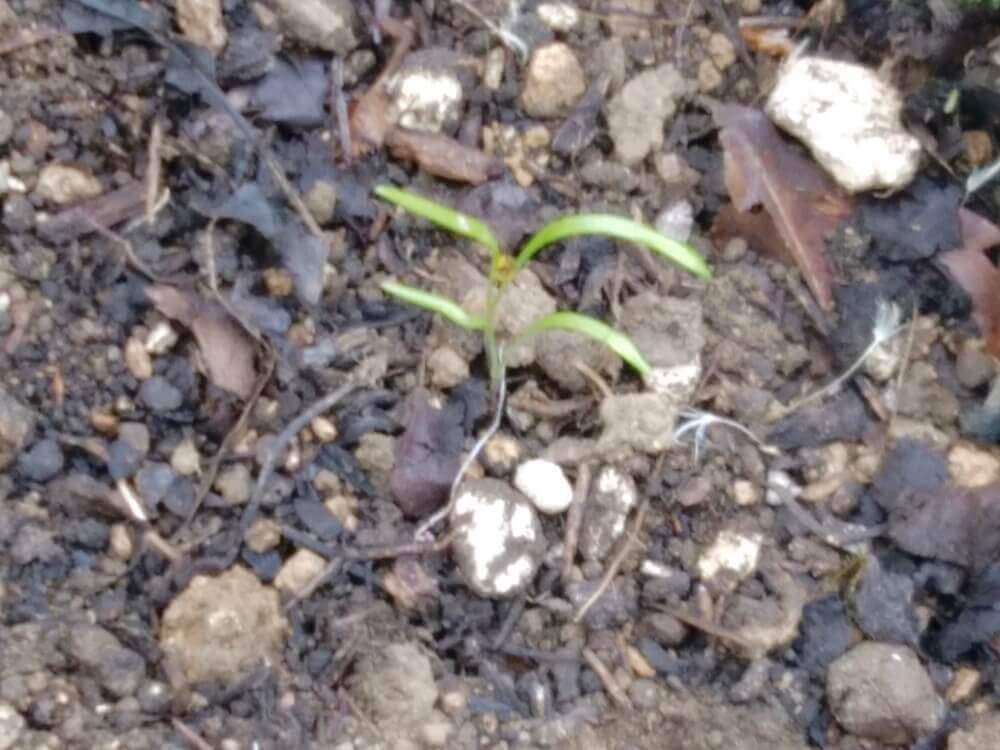 フェンネル　ういきょう　茴香 ハーブ