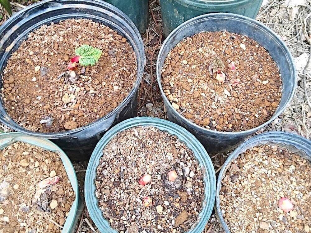 ルバーブ　西洋野菜　家庭菜園　野菜　