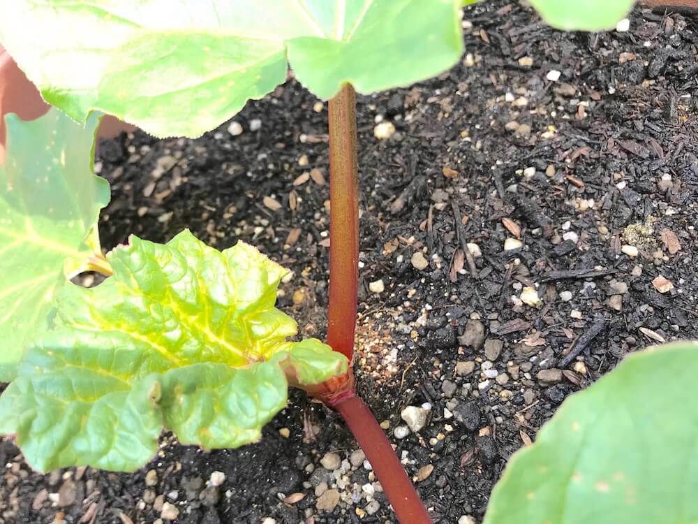 ルバーブ　西洋野菜　家庭菜園　野菜　