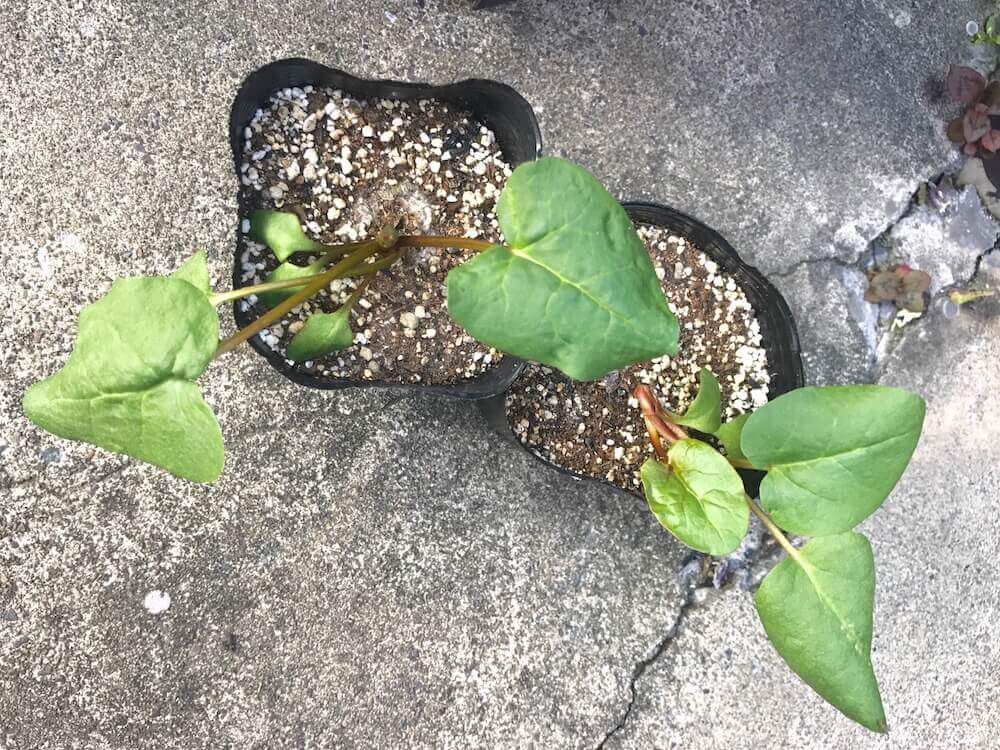 ルバーブ　西洋野菜　家庭菜園　野菜　