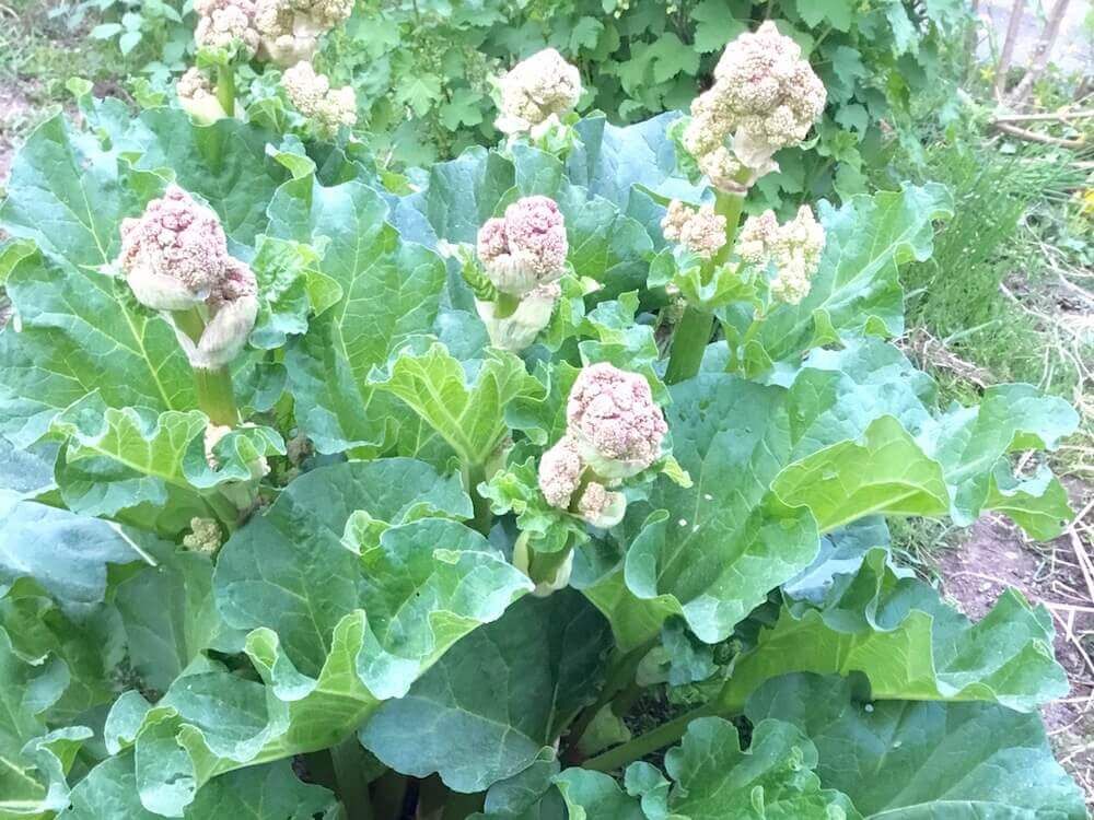 ルバーブ　西洋野菜　家庭菜園　野菜　