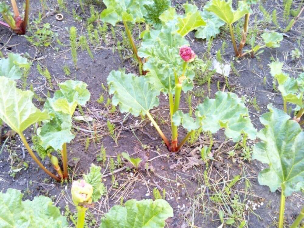 ルバーブの育て方 栽培は簡単 植え付けから収穫までどのくらい Greensnap グリーンスナップ