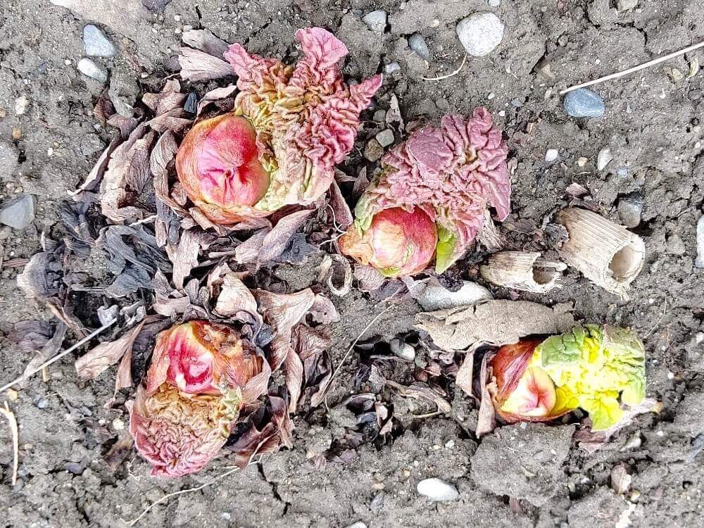 ルバーブ　西洋野菜　家庭菜園　野菜　